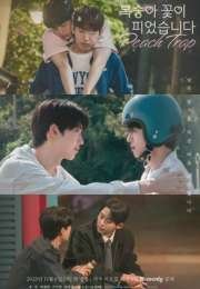 Peach Trap 2025 Kore